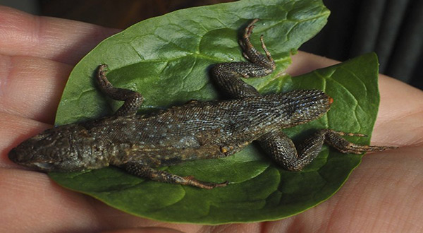 Woman Preparing Salad Sticks Fork into 3-Inch Lizard Woman Preparing Salad Sticks Fork into 3-Inch Lizard